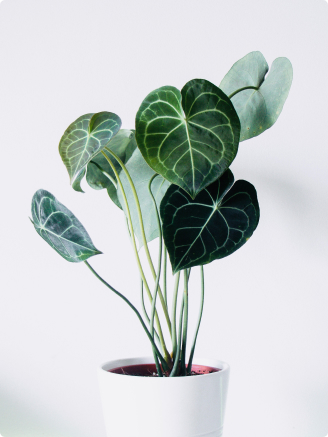 Philodendron