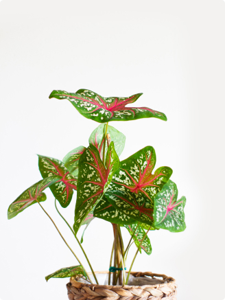 Caladium