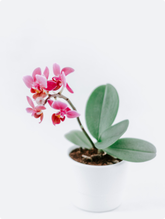 Phalaenopsis