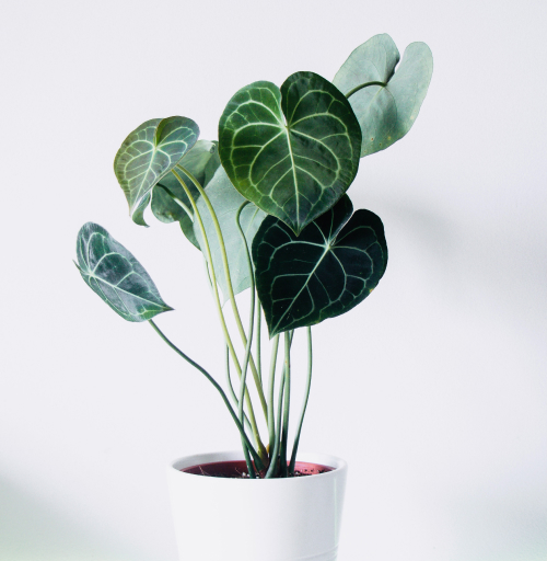 Philodendron